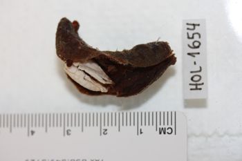 Media type: image;   Invertebrate Zoology HOL-1654 Description: Preserved specimen.;